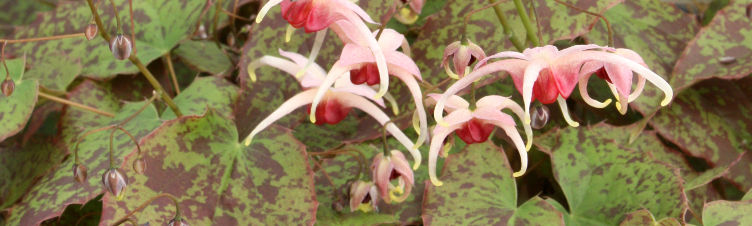 Plant Profile: Epimedium (Fairy Wings)