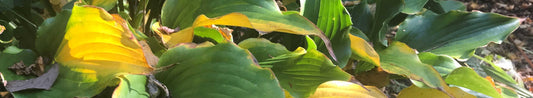 Gardening Unplugged - Fall Clean-up in the Garden