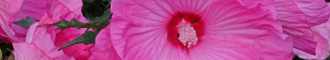 Hardy Hibiscus Plants for the Garden