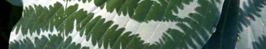 Landscaping With Ferns and Hostas