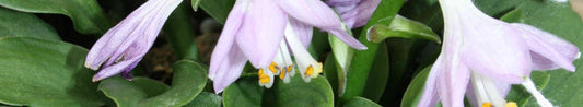Plantain Lilies - Amazing Shade Plants for the Beginning Gardener