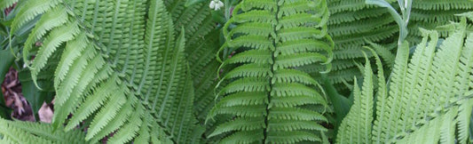 Plant Profile: Matteuccia struthiopteris 'The King' (Ostrich Fern)