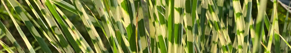 Miscanthus - Maiden Grass for the Garden