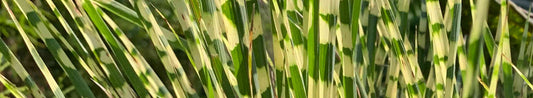 Miscanthus - Maiden Grass for the Garden