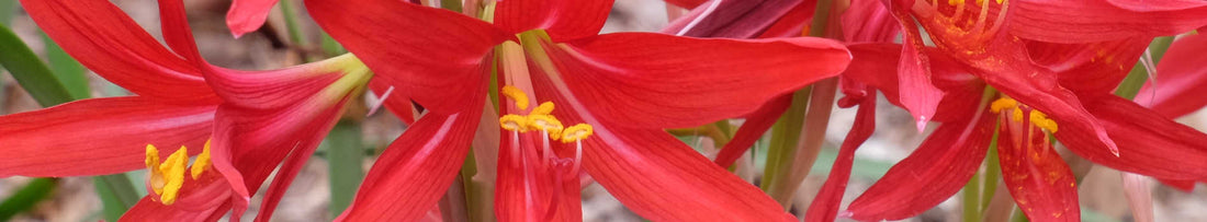 Rhodophiala - An Easy-to-grow Dwarf Amaryllid