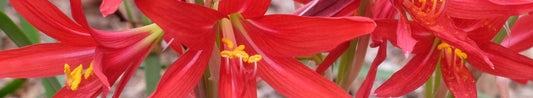Rhodophiala - An Easy-to-grow Dwarf Amaryllid