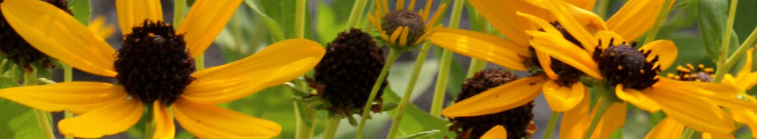 Gardening Unplugged - Sounds of the Garden