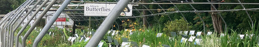 Where to Buy Plants