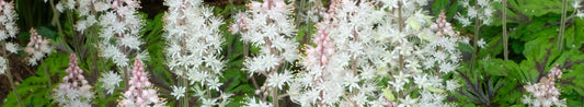 Tiarella - A Crown in the Garden