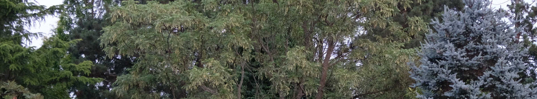 Gardening Unplugged - Tree Talk, Just Look Up