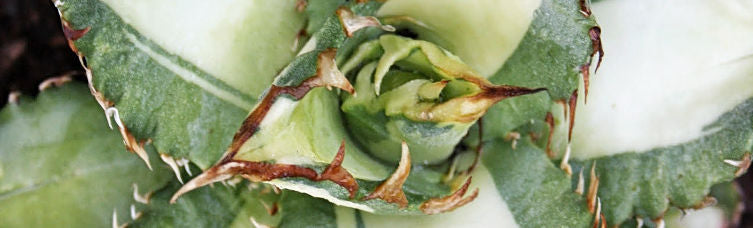 Leaves that Light Up the Garden - Variegated Plants