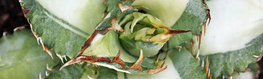 Leaves that Light Up the Garden - Variegated Plants