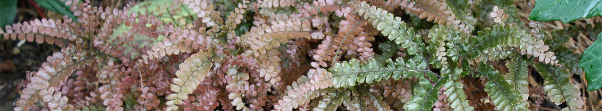 New Plants Added March 7, 2025