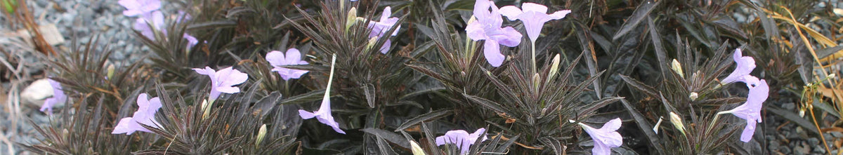 New Plants Added May 2, 2025