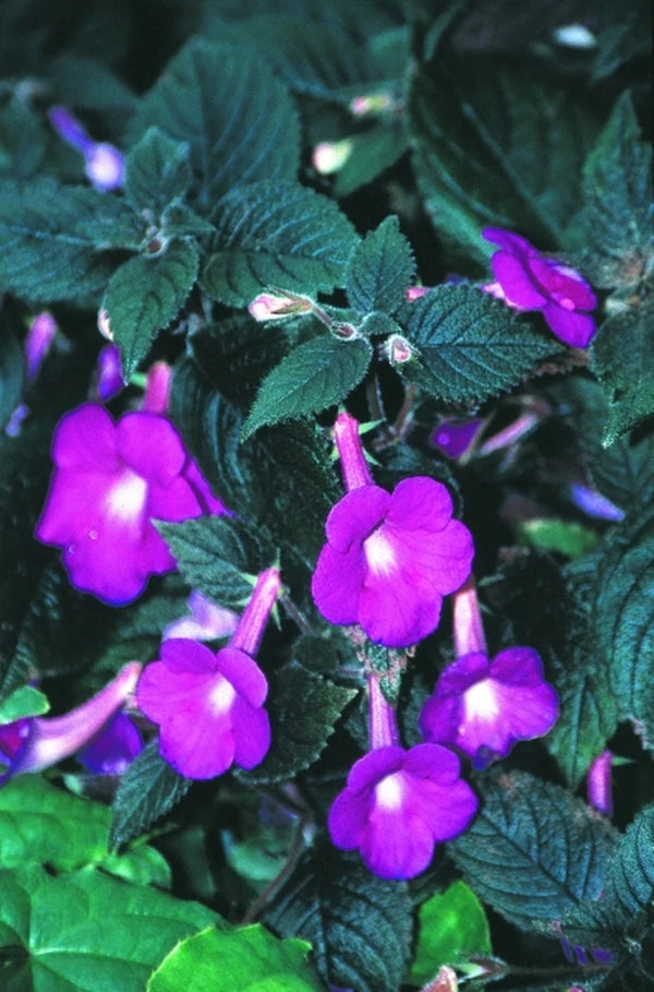 Achimenantha