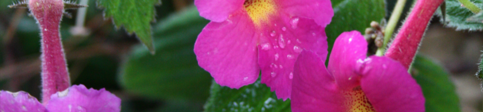 Achimenes