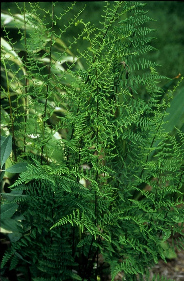 Adiantopsis
