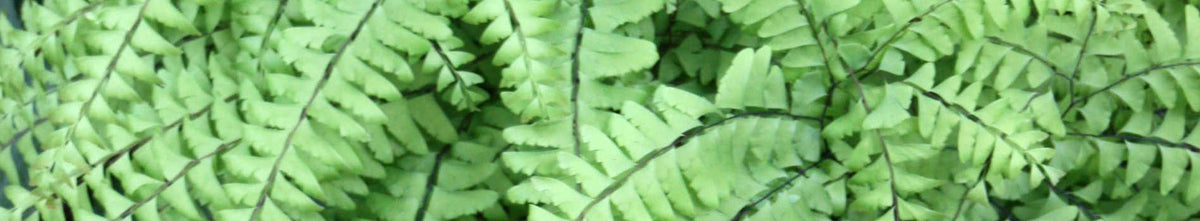 Plants for Zone 4