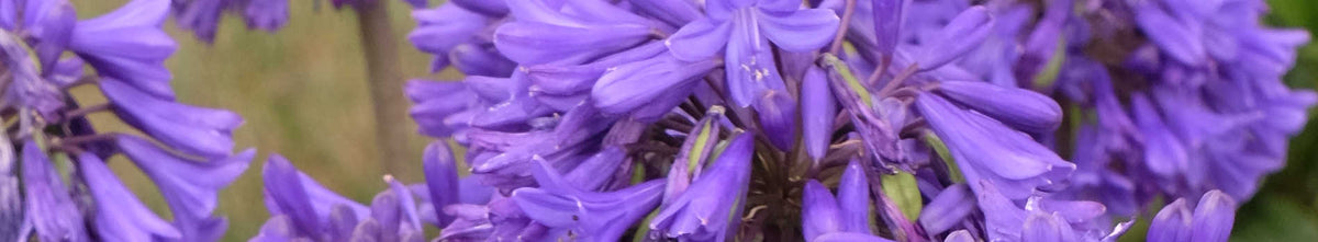 Agapanthus