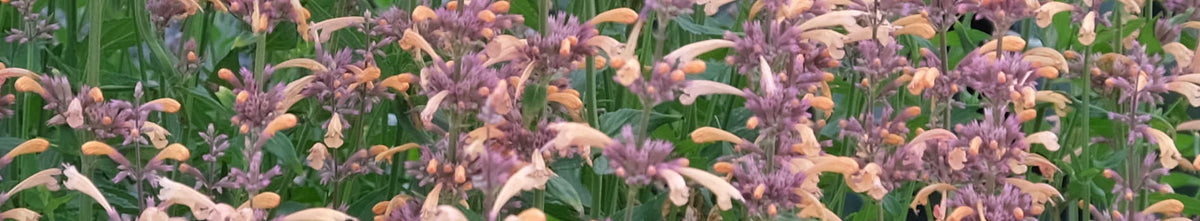 Agastache