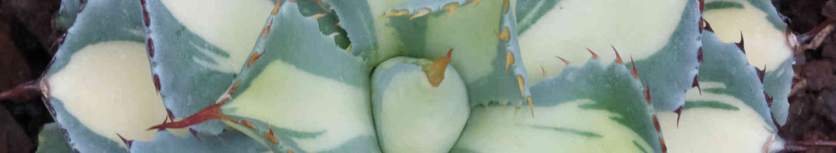 White/Cream Foliage Plants