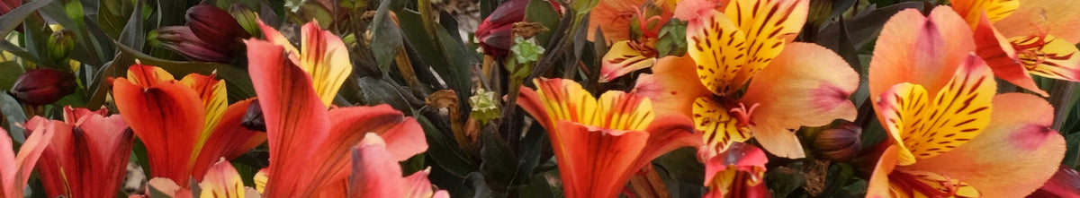 Cut Flower Plants