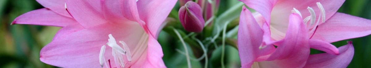 Amarcrinum
