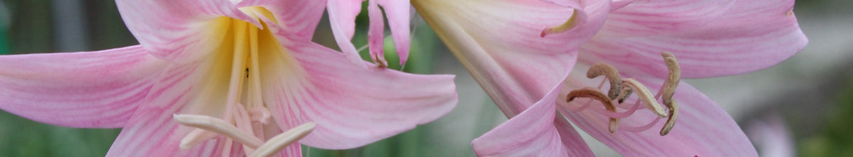 Amarygia