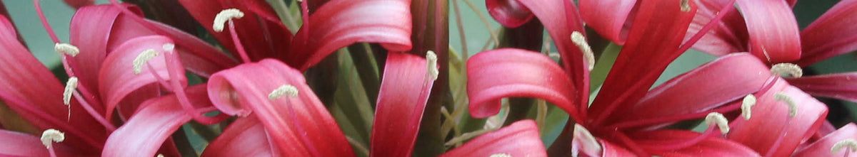 Ammocharis