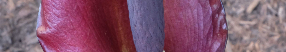 Amorphophallus