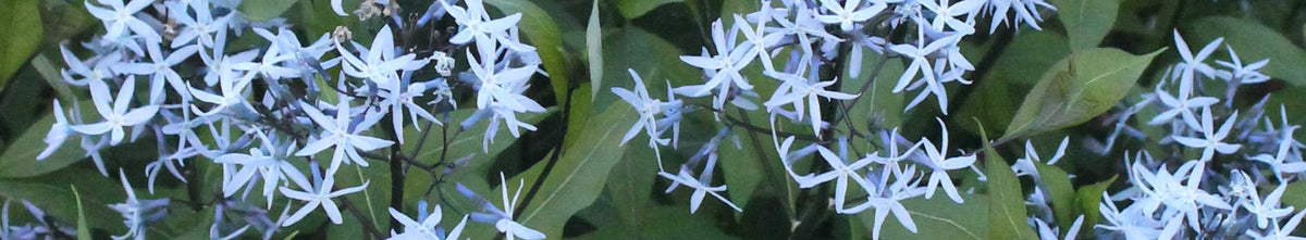 Amsonia