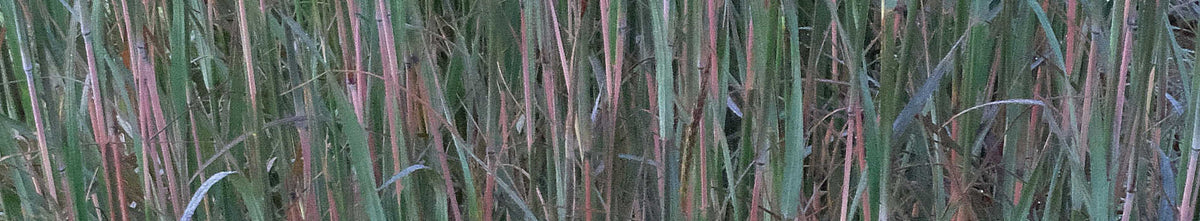 Andropogon