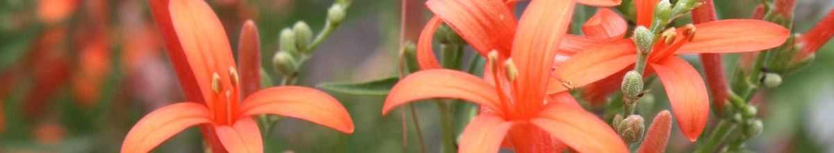Anisacanthus