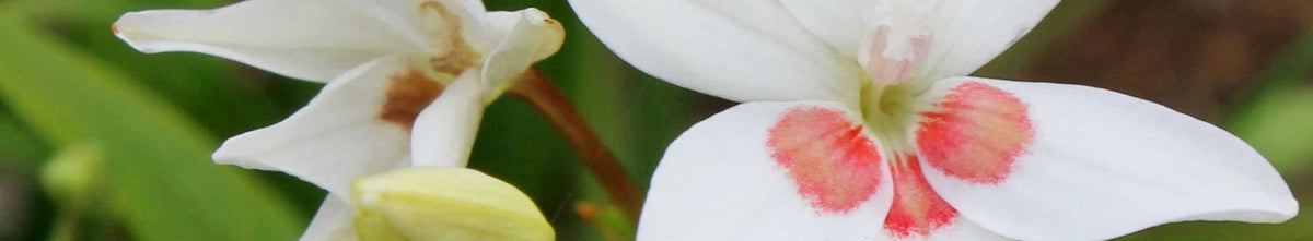 Anomatheca