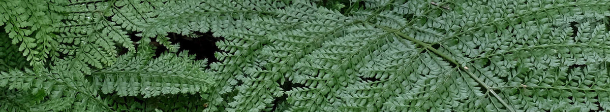 Ferns and Allies