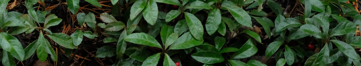 Ardisia