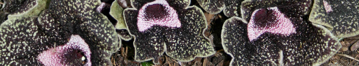 Black Flowering Plants