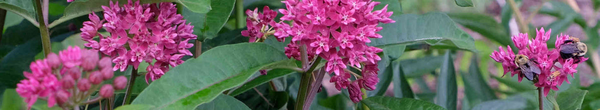 Florida Native Plants