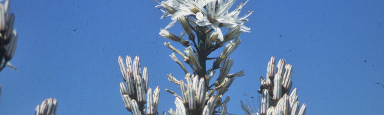 Asphodelus
