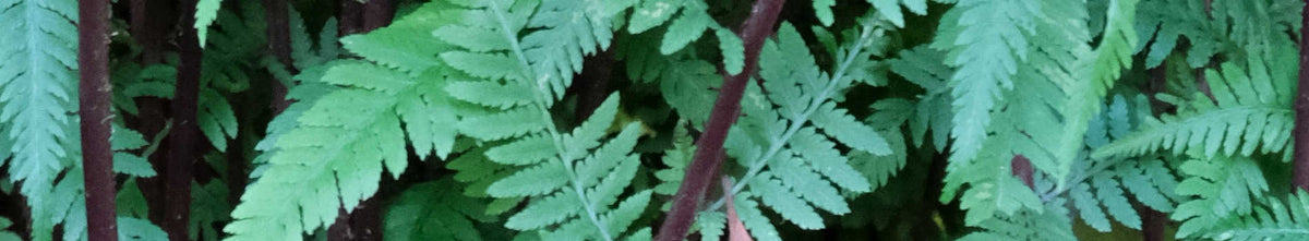 Athyrium