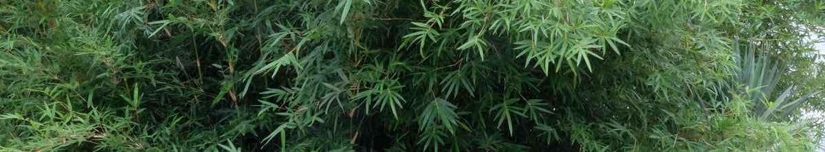 Clumping Bamboo