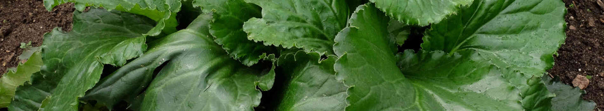 Bergenia
