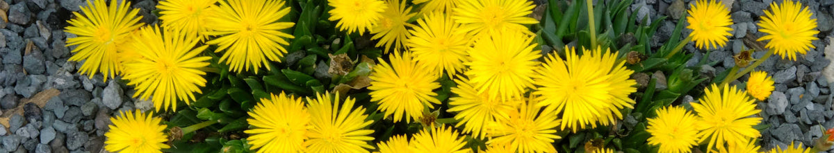 Bergeranthus
