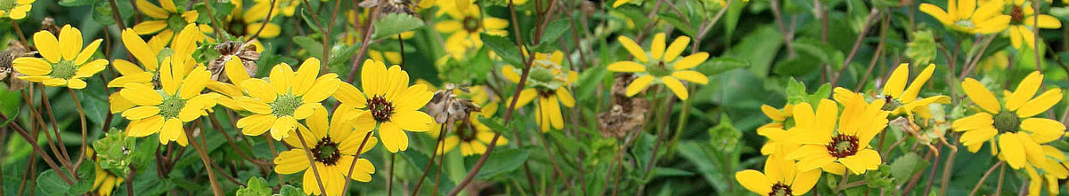 Berlandiera