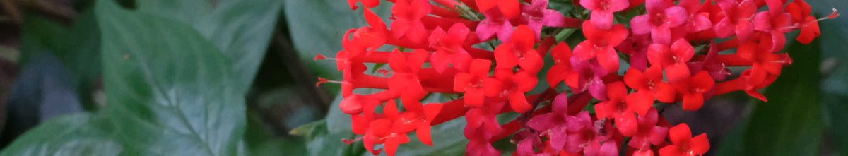 Bouvardia