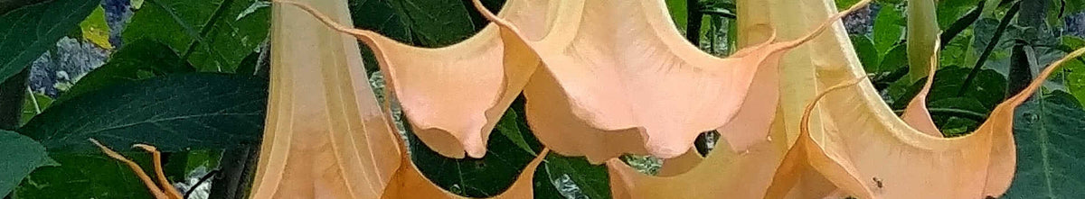 Brugmansia