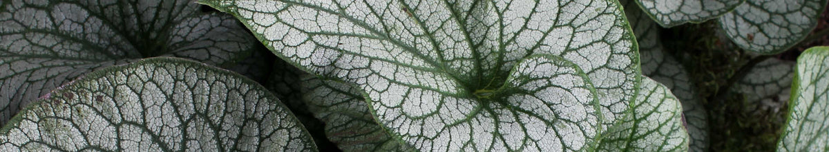 Brunnera