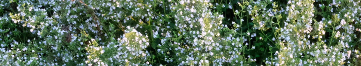 Calamintha