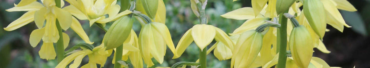 Calanthe