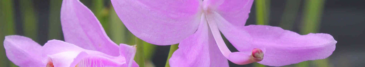 Calopogon